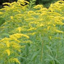 Solidago Canadensis Flower Seeds – Heirloom, Non-GMO, High Germination Organic Garden Seeds