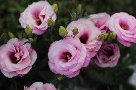 Pink Lisianthus Flower Seeds for Planting – Heirloom, Non-GMO Compact Organic Garden Seeds