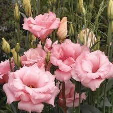 Peach Eustoma (Lisianthus) Flower Seeds for Planting – Heirloom, Non-GMO Compact Organic Garden Seeds