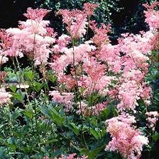 Pink Filipendula Rubra Flower Seeds for Planting – Hardy Variety Heirloom Non-GMO Seeds