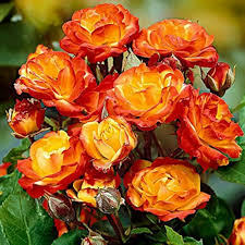 Full Orange Climbing Rose Flower Seeds for Planting | Heirloom Non-GMO High Germination Organic Garden Seeds