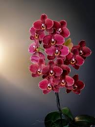 Maroon Phalaenopsis Orchid Flower Seeds for Planting – Premium Quality Heirloom Non-GMO Organic Seeds