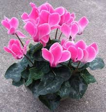 Pink Cyclamen Flower Seeds for Planting – Heirloom, Non-GMO, High Germination Organic Garden Seeds