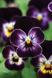 Violet Blue Pansy Flower Seeds for Planting – Heirloom, Non-GMO, High Germination Garden Favorite