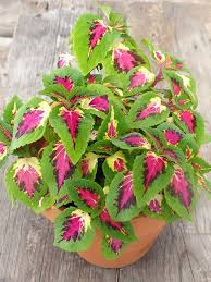 Pink Yellow Dragon Coleus Seeds for Planting – Heirloom, Non-GMO Long Bloom Season, High Germination Seeds