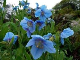 Meconopsis Betonicifolia Flower Seeds for Planting – Heirloom, Non-GMO, Pollinator Friendly Organic Garden Seeds