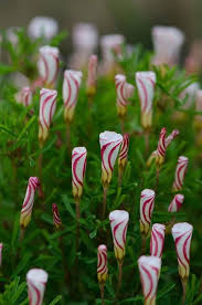 Mixed Oxalis Flower Seeds for Planting – Long Bloom Heirloom Non-GMO High Germination Garden Seeds
