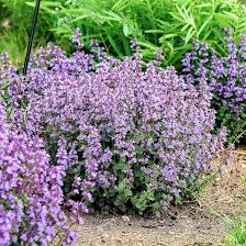 Nepeta Parnassica Flower Seeds for Planting – Heirloom, Non-GMO, High Germination Organic Garden Seeds