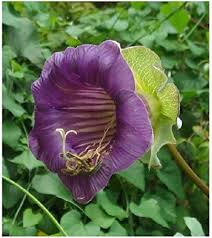 Cobaea Scandens Flower Seeds for Planting – Premium Heirloom Non-GMO High Germination Organic Garden Seeds