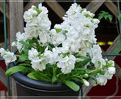 White Matthiola Incana Flower Seeds for Planting – Wildflower Mix Heirloom Non-GMO Garden Seeds