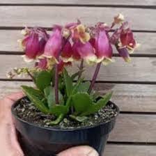 Kalanchoe Wendy Flower Seeds for Planting – Cottage Garden Essential Heirloom Non-GMO High Germination Organic Garden Seeds