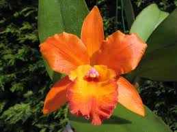 Orange Cattleya Flower Seeds for Planting – Perfect for Borders, Heirloom, Non-GMO, High Germination Organic Garden Seeds