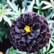 Dark Violet Marigold Flower Seeds for Planting – Heirloom, Non-GMO, Garden Favorite Organic Garden Seeds