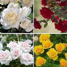 Miniature Rose Mixed Flower Seeds – Drought Tolerant, Heirloom & Non-GMO Garden Seeds