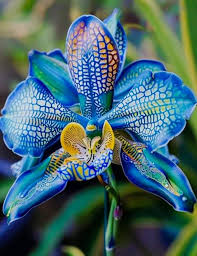 Blue Cymbidium Flower Seeds for Planting – Heirloom, Non-GMO, High Germination Organic Garden Seeds