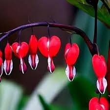 Bleeding Heart (Dicentra spectabilis) Flower Seeds for Planting Heirloom Non-GMO High Germination Organic Garden Seeds
