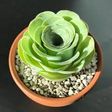 Canary Aeonium Flower Seeds for Planting – Heirloom, Non-GMO, Pollinator-Friendly Seeds