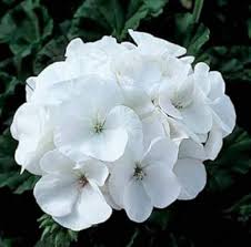 White Geranium Flower Seeds for Planting – Heirloom, Non-GMO Long-Bloom Organic Garden Seeds