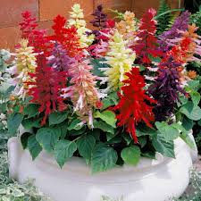 Sage Flower Seeds for Planting – Easy to Grow, Heirloom, Non-GMO, High Germination Garden Seeds