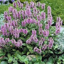 Catnip Catmint Flower Seeds for Planting – Vibrant Colors, Heirloom, Non-GMO, High Germination