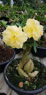 Yellow Adenium Obesum Flower Seeds – Heirloom, Non-GMO, High Germination Organic Garden Seeds