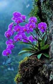 Purple Butterfly Orchid Flower Seeds for Planting – Heirloom, Non-GMO, High Germination Organic Garden Seeds