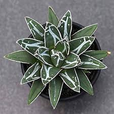 Agave Victoriae Flower Seeds for Planting – Heirloom Non-GMO High Germination Organic Garden Seeds