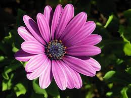 Osteospermum Ecklonis Flower Seeds for Planting – Premium Quality, Heirloom, Non-GMO Garden Seeds