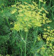 Herb Seeds,Garden seeds, Seeds For Planting,Plant Seeds