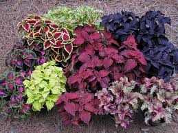 Heirloom Coleus Flower Seeds for Planting – Non-GMO, Shade Tolerant Organic Garden Seeds