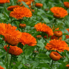 Red Calendula Flower Seeds for Planting – Heirloom Non-GMO High Germination Organic Garden Seeds