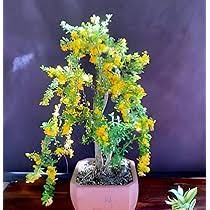 Yellow Simsii Bonsai Flower Seeds for Planting - Heirloom, Non-GMO, High Germination Organic Garden Seeds