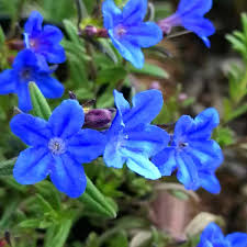 Heirloom Lithodora Flower Seeds for Planting – Compact Growth, Non-GMO, High Germination