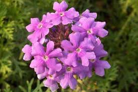 Purple Moss Verbena Flower Seeds for Planting – Heirloom, Non-GMO, Cut Flower Favorite, Organic Garden Seeds
