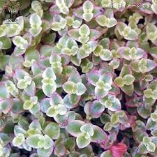 Little Missy Flower Seeds for Planting – Compact Growth Heirloom Non-GMO Organic Garden Seeds