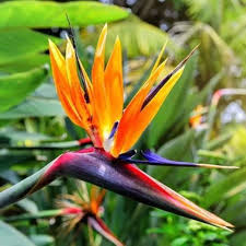 Strelitzia Reginae Flower Seeds – Heirloom, Non-GMO, Sun Loving