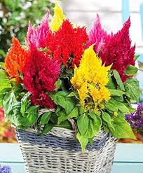 Mixed Celosia Argentea Flower Seeds for Planting | Heirloom Non-GMO High Germination Organic Garden Seeds