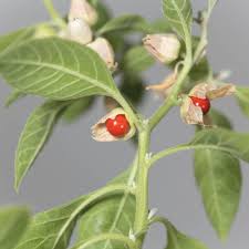 Ashwagandha (Withania somnifera) Seeds for Planting – Heirloom, Non-GMO Ayurvedic Herb for Stress Relief & Immune Support