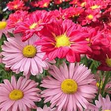 Pyrethrum Flower Seeds for Planting – Heirloom, Non-GMO, Cottage Garden Essential High Germination Seeds
