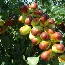 Fruit Seeds,Garden seeds, Seeds For Planting,Plant Seeds