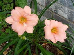Pink White Hemerocallis Flower Seeds for Planting – Heirloom, Non-GMO, High Germination Garden Seeds