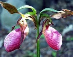 Rose Flower Seeds for Planting, Light Pink – Low Maintenance, Heirloom, Non-GMO & High Germination Organic Garden Seeds