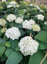 White Green Hydrangea Flower Seeds for Planting | Heirloom Non-GMO High Germination