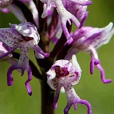 Orchis Italica Flower Seeds for Planting – Colorful Display, Heirloom Non-GMO High Germination Organic Garden Seeds