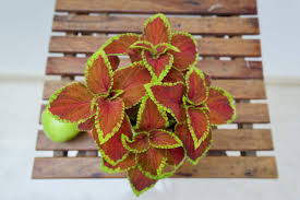 Coleus Orange &amp; Green Flower Seeds for Planting – Compact Heirloom, Non-GMO, High Germination Garden Seeds
