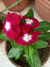 Red Vinca Rosea Flower Seeds for Planting – Heirloom, Non-GMO, High Germination Organic Garden Seeds