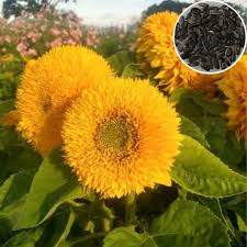 Yellow Teddy Sunflower Flower Seeds for Planting | Heirloom Non-GMO Organic Garden Seeds, Bright Blooms, High Germination