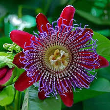 Passion Flower Seeds for Planting | Heirloom Non-GMO Organic Garden Seeds
