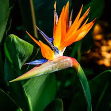 Bird of Paradise Flower Seeds for Planting – Heirloom, Non-GMO, High Germination Organic Garden Seeds