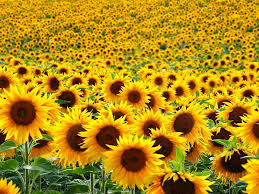 Yellow Sunflower Flower Seeds for Planting – Heirloom, Non-GMO, Fragrant Blossoms, High Germination